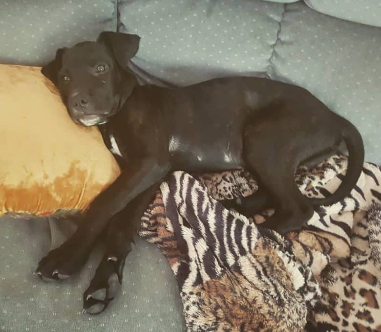 Pit Mastiff puppy lying down with a pillow and a blanket