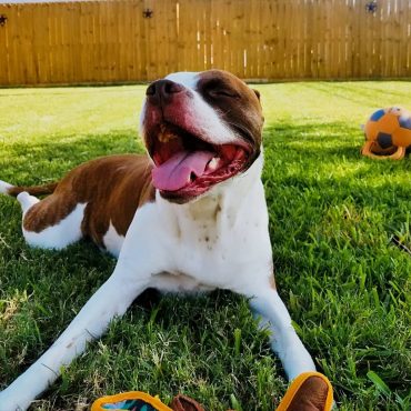 Pitbull Mastiff Mix lying on the grass and smiling