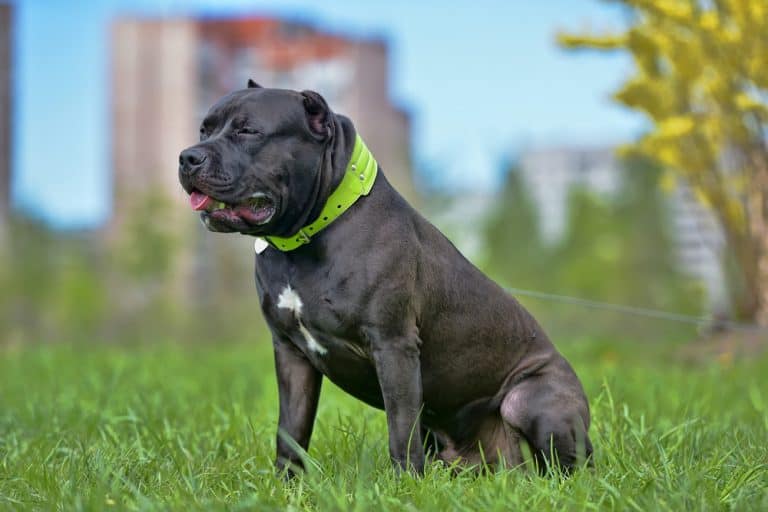 All You Need to Know about the Powerful Pitbull Mastiff Mix K9 