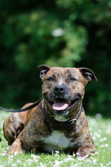 A happy Pitt Bull sitting outside