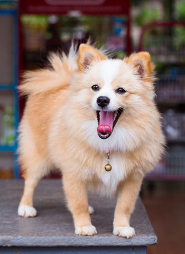 Brown and white Pomchi standing on a table with its mouth open