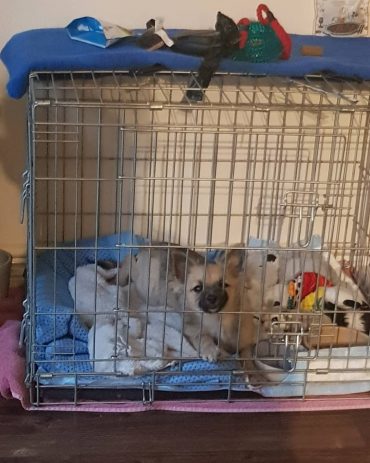 source Pomchi in a crate surrounded with toys