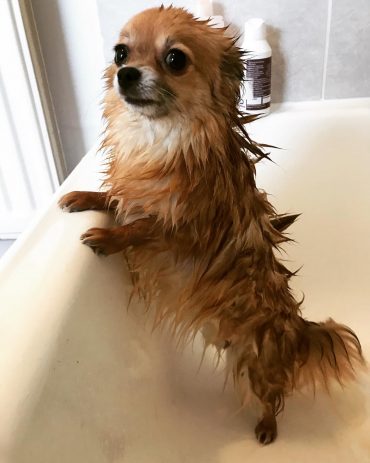 Brown Pomchi taking a bath