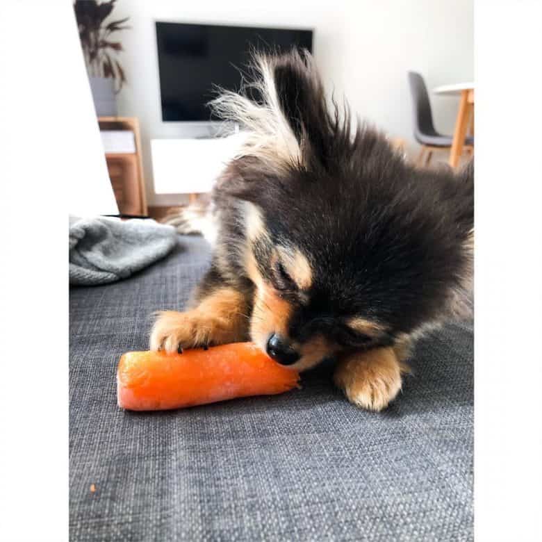 Pomchi enjoying a carrot