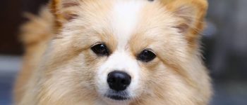 Close-up of a brown and white Pomchi