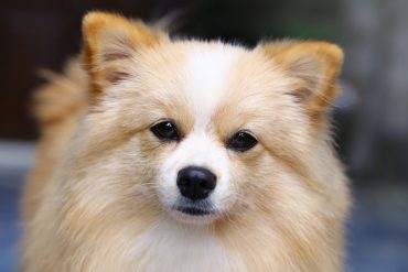 Close-up of a brown and white Pomchi