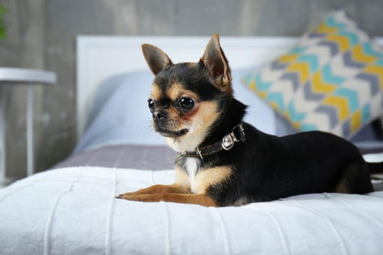 Tri-color Chihuahua lying on the bed