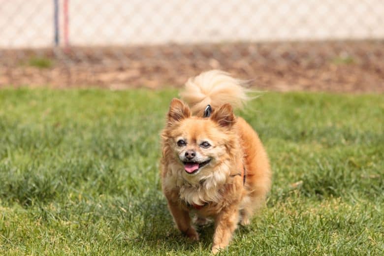 Pomeranian Chihuahua Puppies - Pomchi Pomeranian Chihuahua Mix Info Temperament Puppies Pictures / It's also free to list your teacup pups with us.