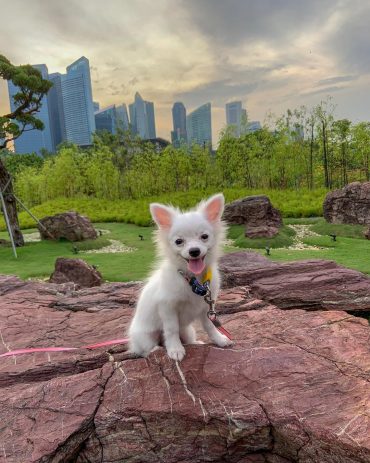 source White Pomchi spending time outdoors, posing on a rock
