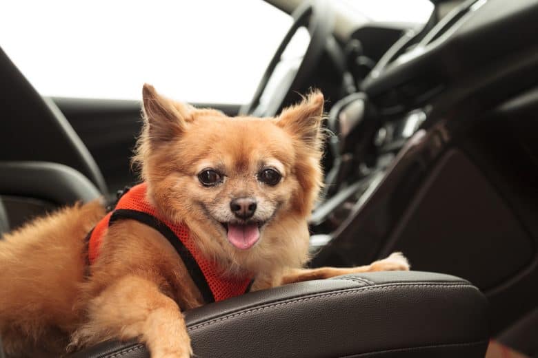 Brown Pomchi in a harness and in a car
