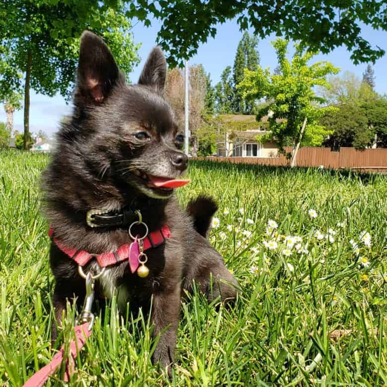 Black Pomchi spending time outdoors on the grass