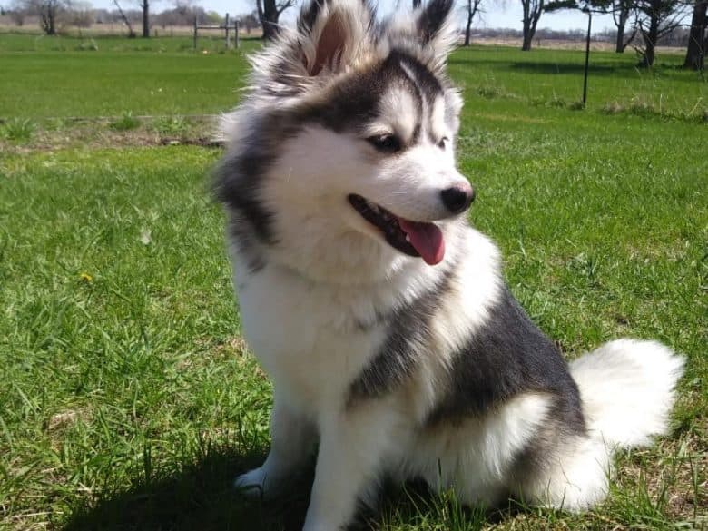 Pomsky sitting in the grass outdoors outdoors