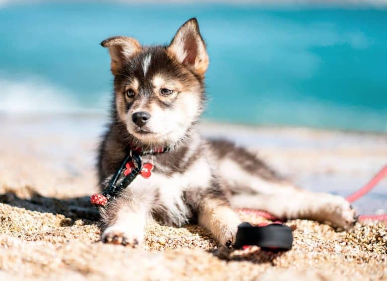 Pomeranian Husky mix lying down on the beach