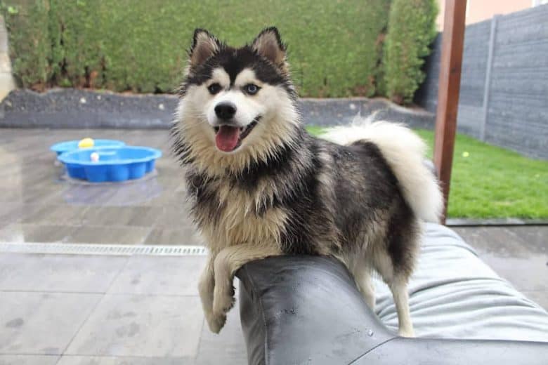 Pomsky standing on a couch