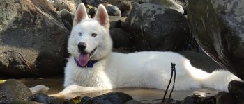 White Husky lying in a pool of water