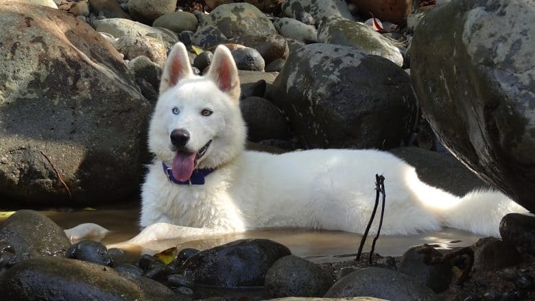White Husky lying in a pool of water