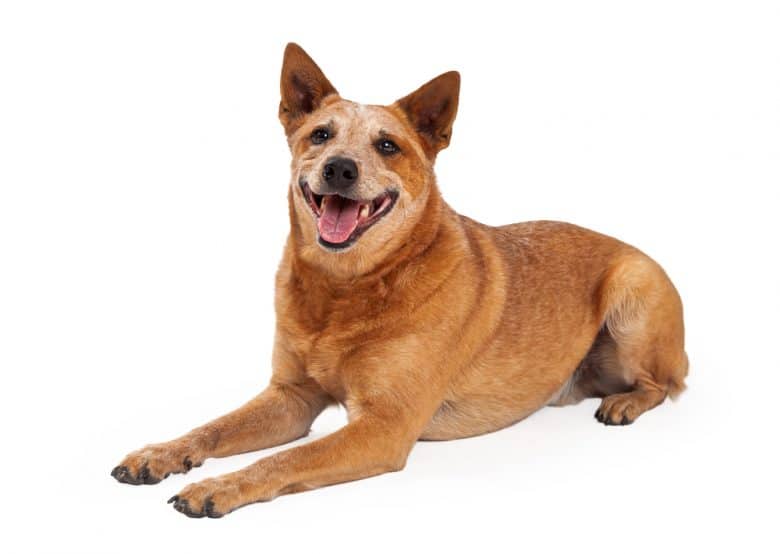Red Heeler lying down with a happy expression on its face