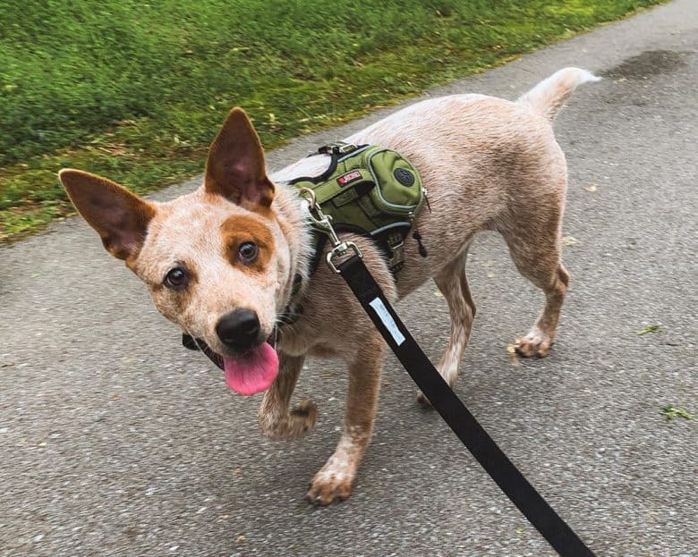 Red Heeler puppy out for a walk