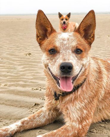 red heeler traits