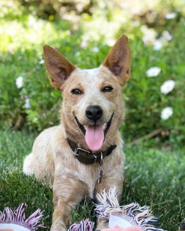 Red Queensland Heeler lying in the grass with its tongue out