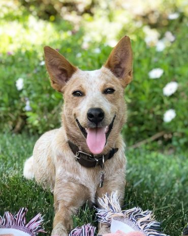 white texas heeler