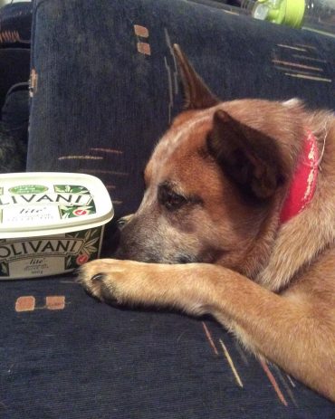 Red Australian Cattle Dog with its nose against a food container