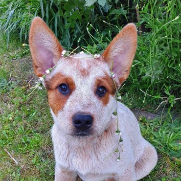 queensland blue heeler puppies