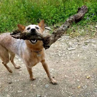 red mottled heeler