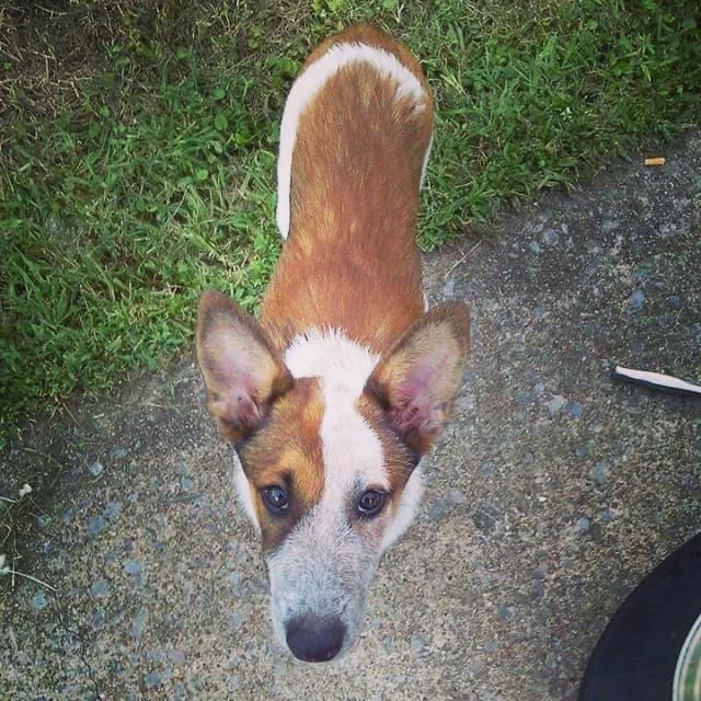 border collie heeler cross