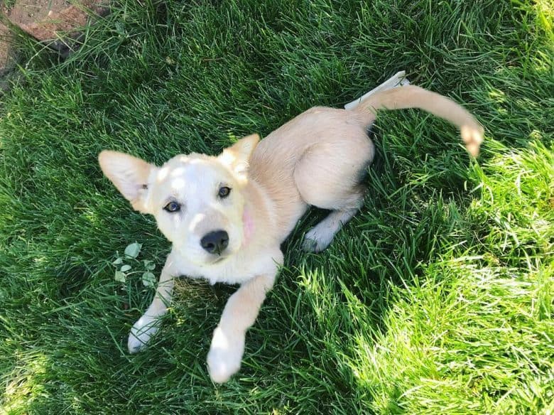 mottled red heeler