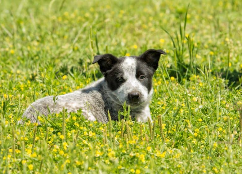 Texas Heeler lying in the middle of grass