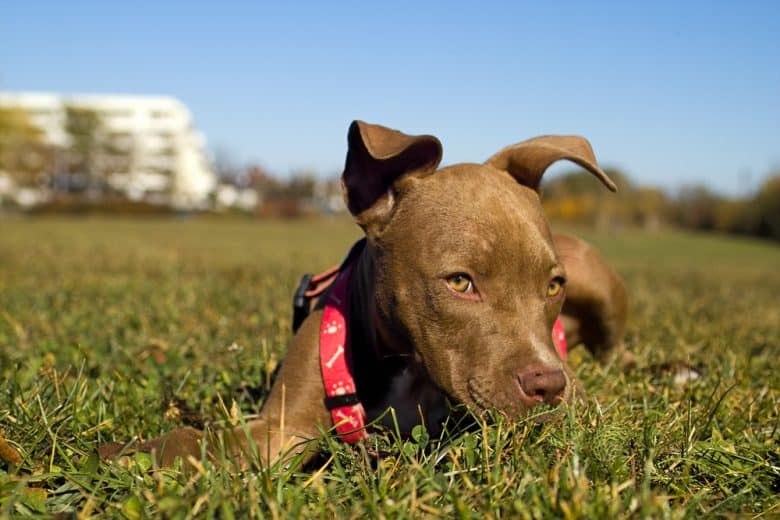 A Red Nose Pitbull puppy lying in the grass