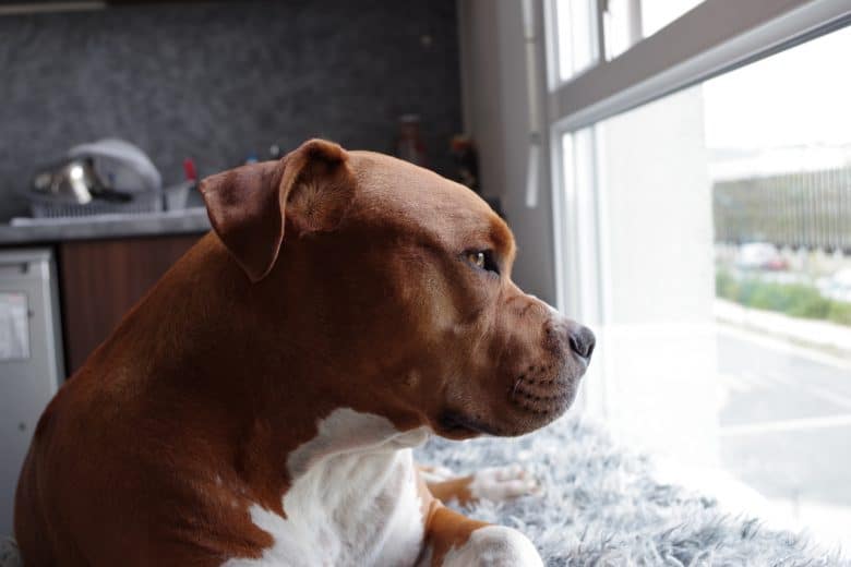 Red Nose Pitbull looking out a window