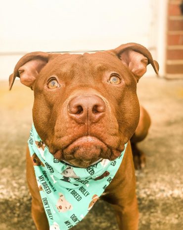 Close-up photo of a Red Nose Pitbull with a scarf