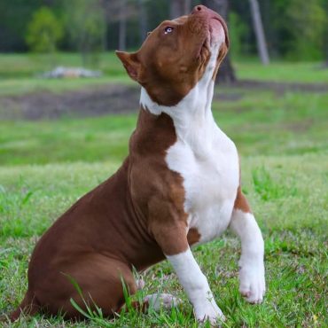 Red Nose Pitbull with white on its coat is in a grassy field, looking up