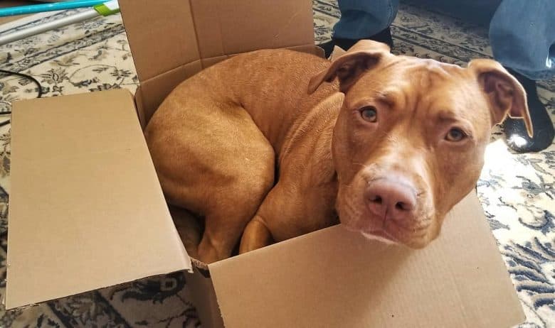 Red Nose Pittie lying down inside a box