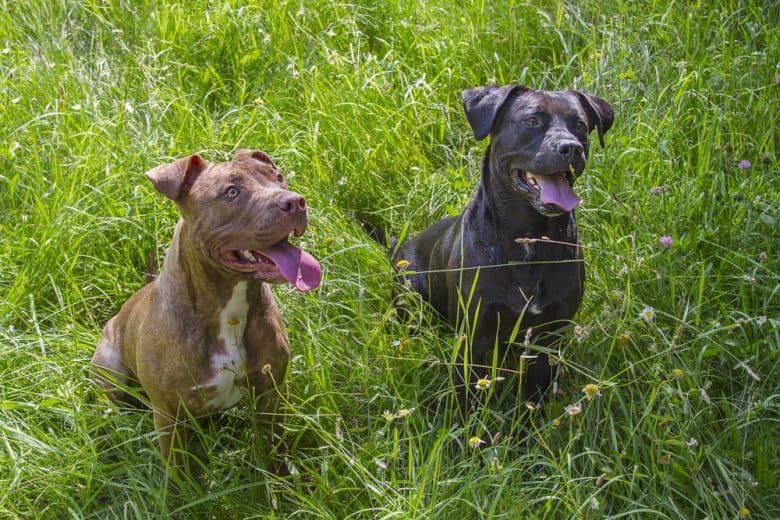 Red Nose Pitbull and Blue Nose Pitbull standing in the middle of grass