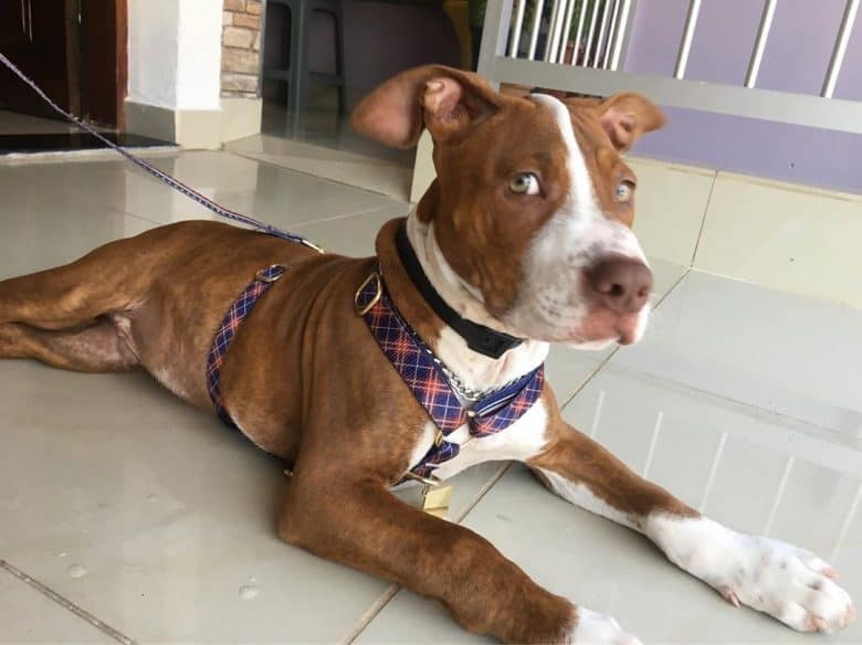 Red Nose Pitbull wearing a harness lying on the ground