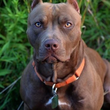 red nose pitbull cropped ears