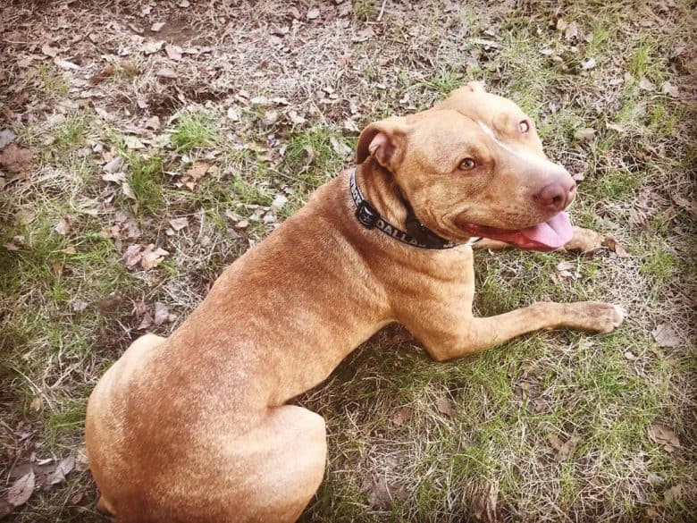 red nose fawn pitbull