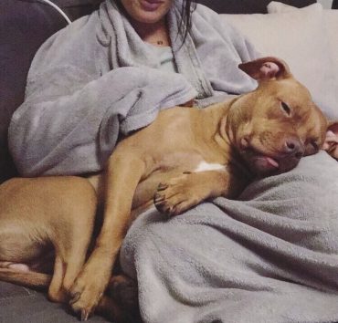 Red Nose Pittie lying in a person's lap
