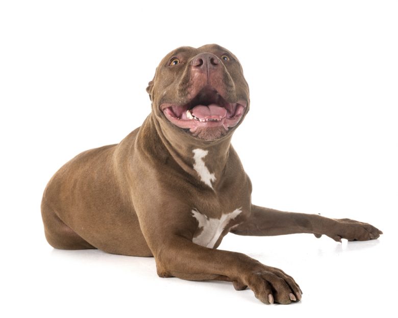 A smiling Red Nose Pit Bull lying down with its head raised
