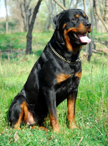 Rottweiler sitting in the forest with its tongue out