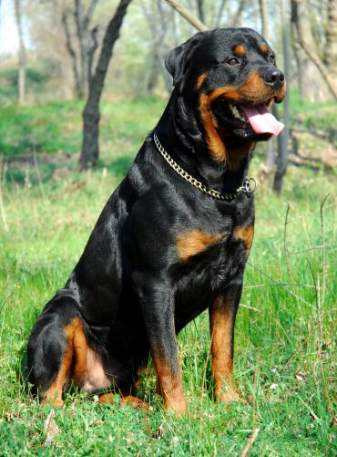 rottweiler hypoallergenic