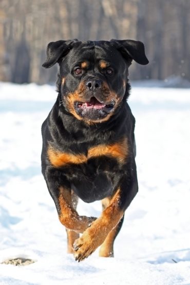 A Rottweiler runs in the snow 