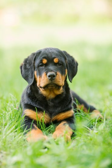 Rottweiler puppy lying in the middle of grass