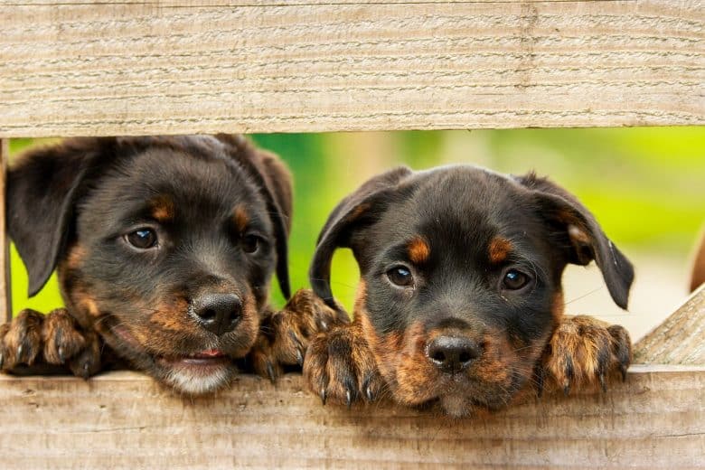 Two Rottweiler puppies looking through a fence