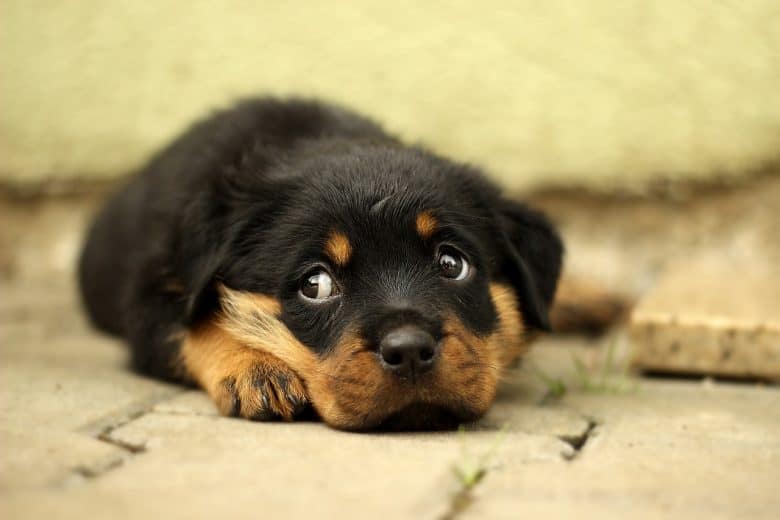A sleepy Rottweiler puppy