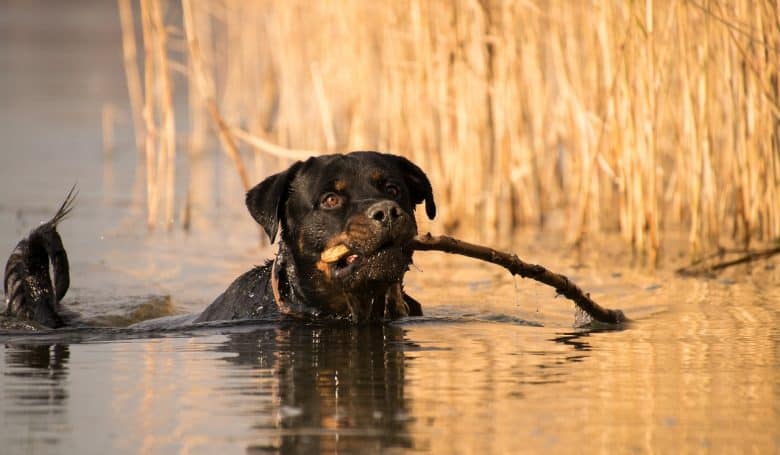 63+ Rottweiler Original Breed Identification