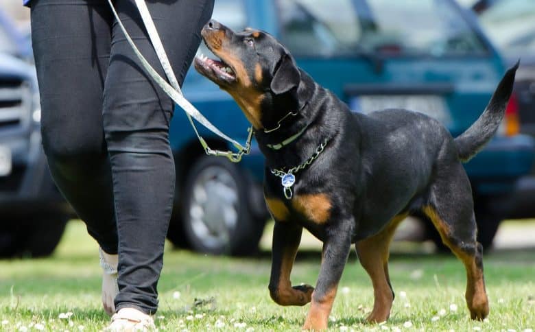 A Rottweiler training on the leash